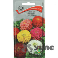 Циния Смесь окрасок изящная Поиск Ц