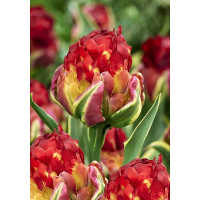 Тюльпан Айс Крим Сорбет 11/+ 2 шт