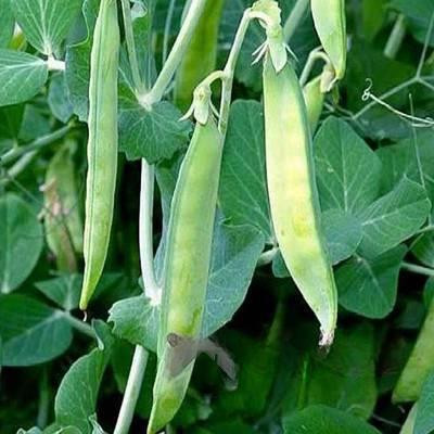 Горох Посевной 0,5 кг Зеленый уголок (20)