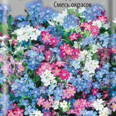 Незабудка смесь окрасок Поиск Ц