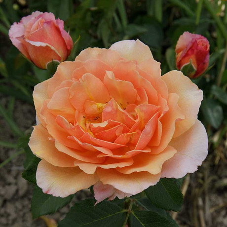 Роза шраб Мари Кюри Садовита