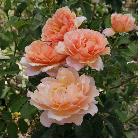 Роза шраб Мари Кюри Садовита