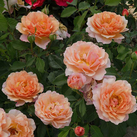 Роза шраб Мари Кюри Садовита