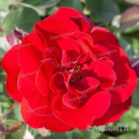 Роза плетистая Рэд Рамблер Садовита