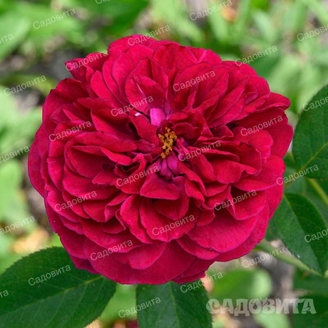 Роза шраб Уильям Шекспир 2000 (английская) Садовита