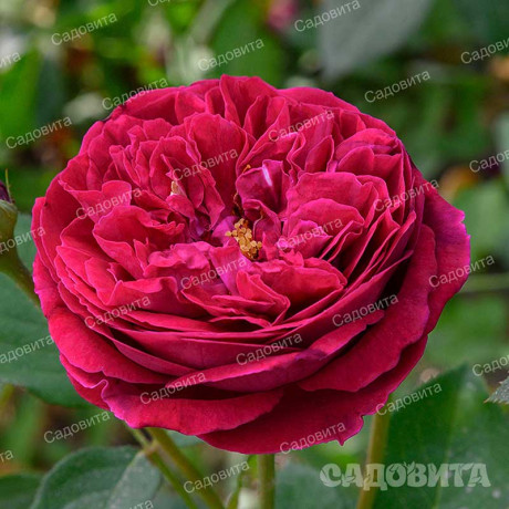 Роза шраб Уильям Шекспир 2000 (английская) Садовита