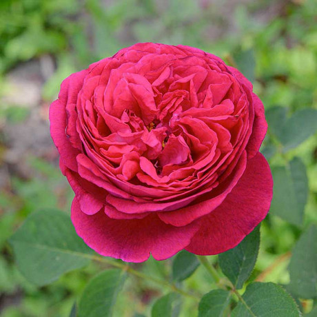 Роза шраб Уильям Шекспир 2000 (английская) Садовита