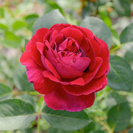 Роза шраб Уильям Шекспир 2000 (английская) Садовита