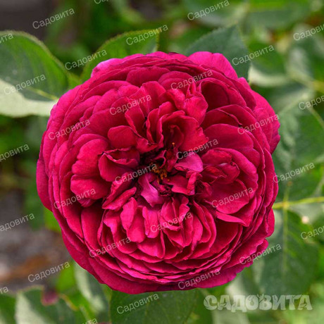 Роза шраб Уильям Шекспир 2000 (английская) Садовита