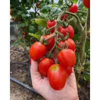 Семена Томат Крошка в ладошку Марс Ц