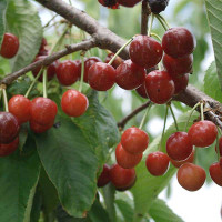 Черешня Памяти Астахова Садовита