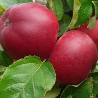 Яблоня Веньяминовское (полукарлик) Садовита