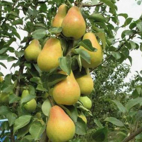 Груша Первомайская Садовита