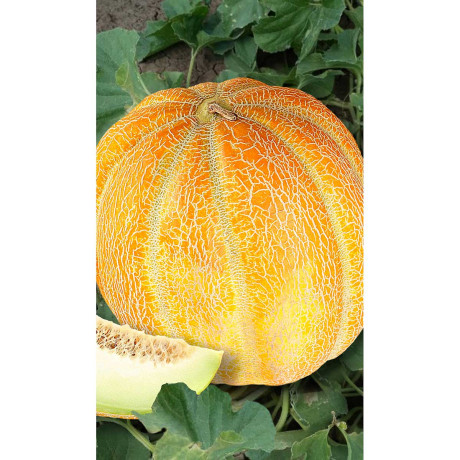 Дыня Эфиопка 15шт Садовита Ц