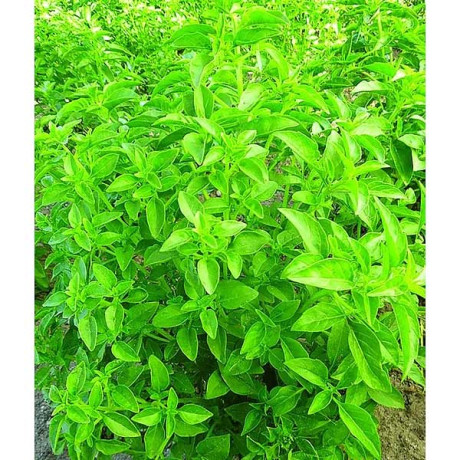 Базилик Файн Верде НК Цх10