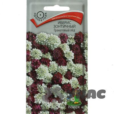 Иберис Гранатовый Лед Поиск Ц