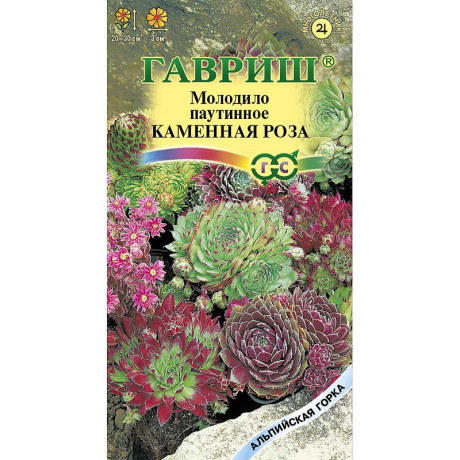 Молодило Каменная роза, Альп. горка Гавриш Ц