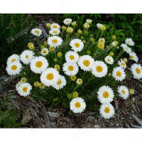 Астра альпийская Белая Поиск Ц