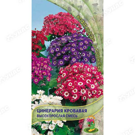 Цинерария кровавая высокорослая смесь Поиск Ц