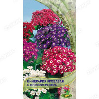 Цинерария кровавая высокорослая смесь Поиск Ц