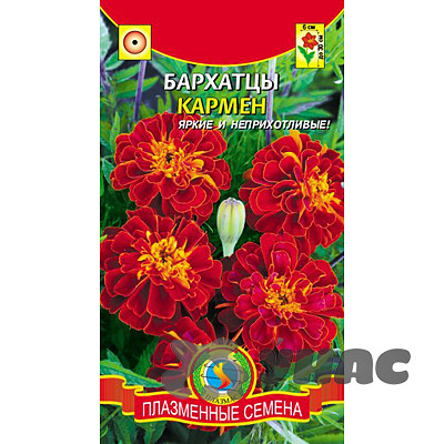 Бархатцы Кармен Плазма Ц