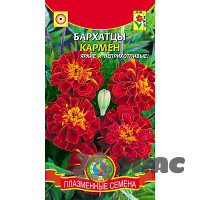Бархатцы Кармен Плазма Ц