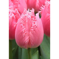 Тюльпан Кашарель 11/12 3 шт