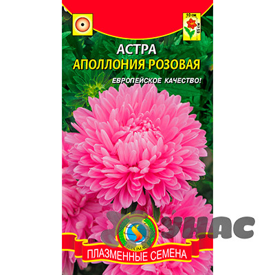 Астра Апполония Розовая Плазма Ц