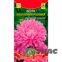 Астра Апполония Розовая Плазма Ц