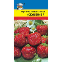 Клубника Искушение Урожай у дачи Ц