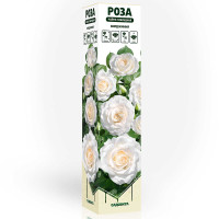 Роза чайно-гибридная Вирджиния Садовита