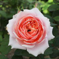 Роза флорибунда Мархензаубер Садовита