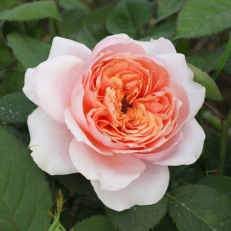 Роза флорибунда Мархензаубер Садовита