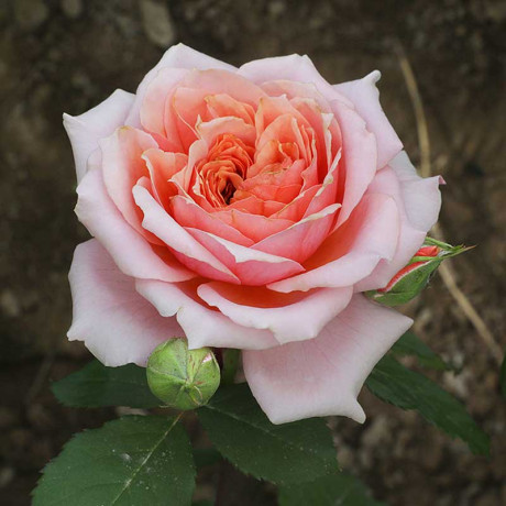 Роза флорибунда Мархензаубер Садовита