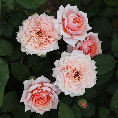 Роза флорибунда Мархензаубер Садовита