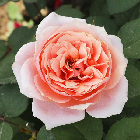 Роза флорибунда Мархензаубер Садовита