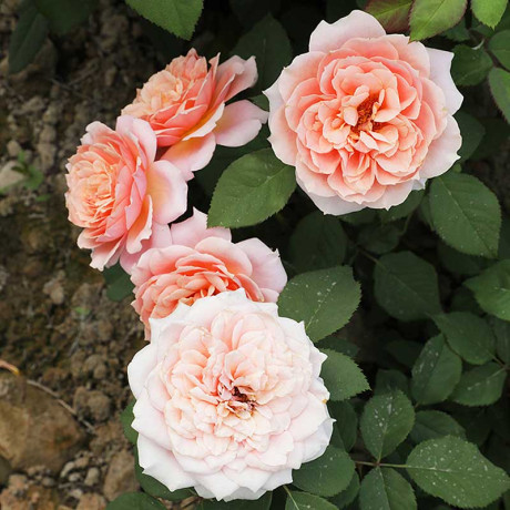 Роза флорибунда Мархензаубер Садовита