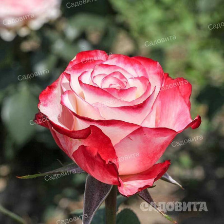 Роза чайно-гибридная Свитнес Садовита