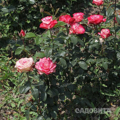 Роза чайно-гибридная Свитнес Садовита