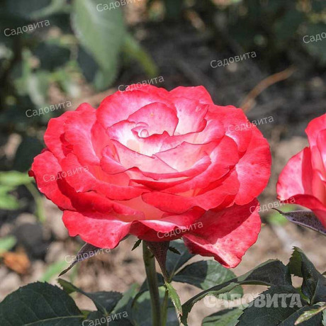 Роза чайно-гибридная Свитнес Садовита