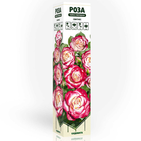 Роза чайно-гибридная Свитнес Садовита