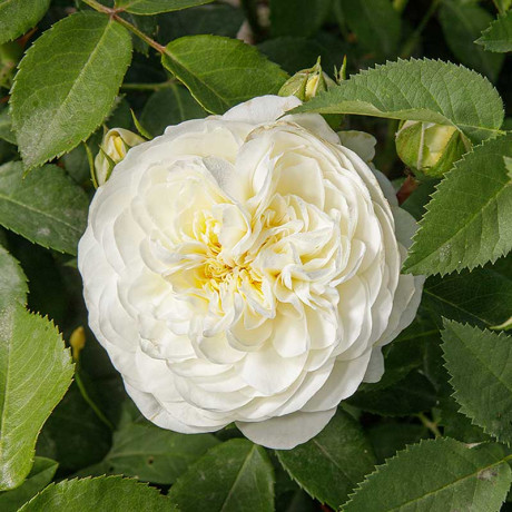 Роза спрей Алабастер Садовита