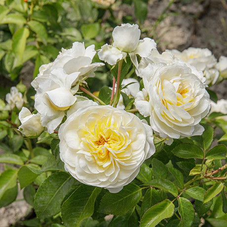 Роза спрей Алабастер Садовита