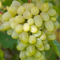 Виноград Светлана Среднеранний Садовита