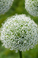 Лук Декор. Уайт Джиант 18/20 1 шт Садовита