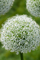 Лук Декор. Уайт Джиант 18/20 1 шт Садовита