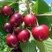 Черешня Родина Садовита