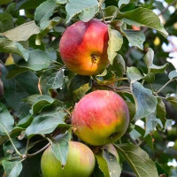 Яблоня Строевское (полукарлик) Садовита