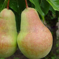 Груша Прибалтийская масленистая Садовита
