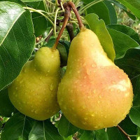 Груша Кафедральная Садовита